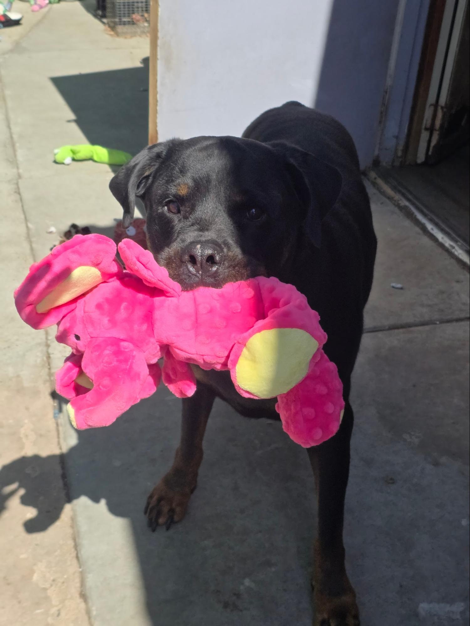 A big black and tan dog carries a pink plush toy in its mouth
