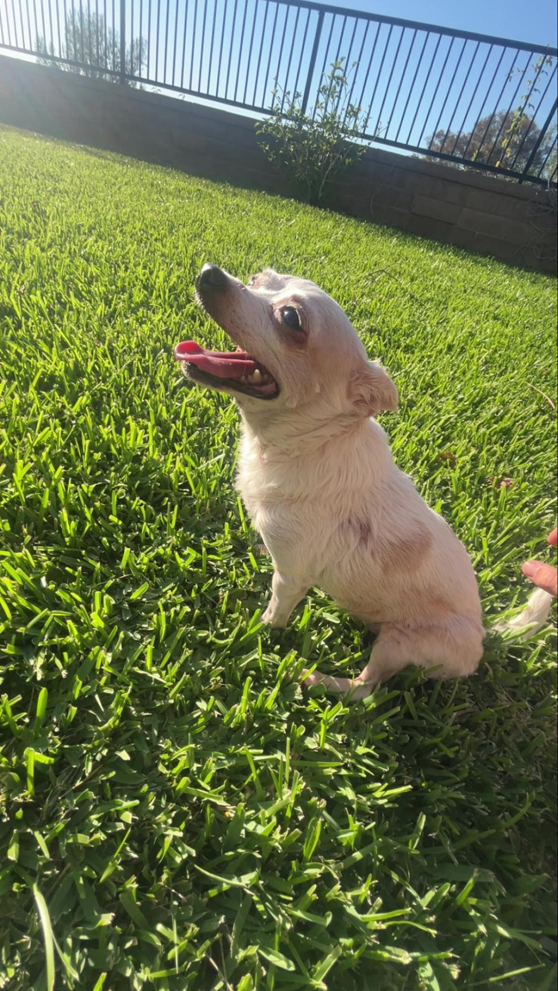 A small cream colored dog sits on bright green grass with its tongue out, looking up