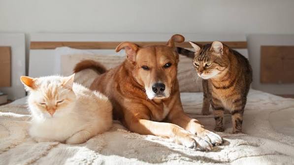 A brown dog lies on a bed between a sleeping cream cat and a curious tabby cat