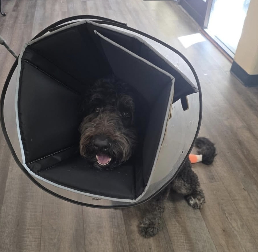A curly dark dog wearing a large cone sits on the floor with a bandaged paw