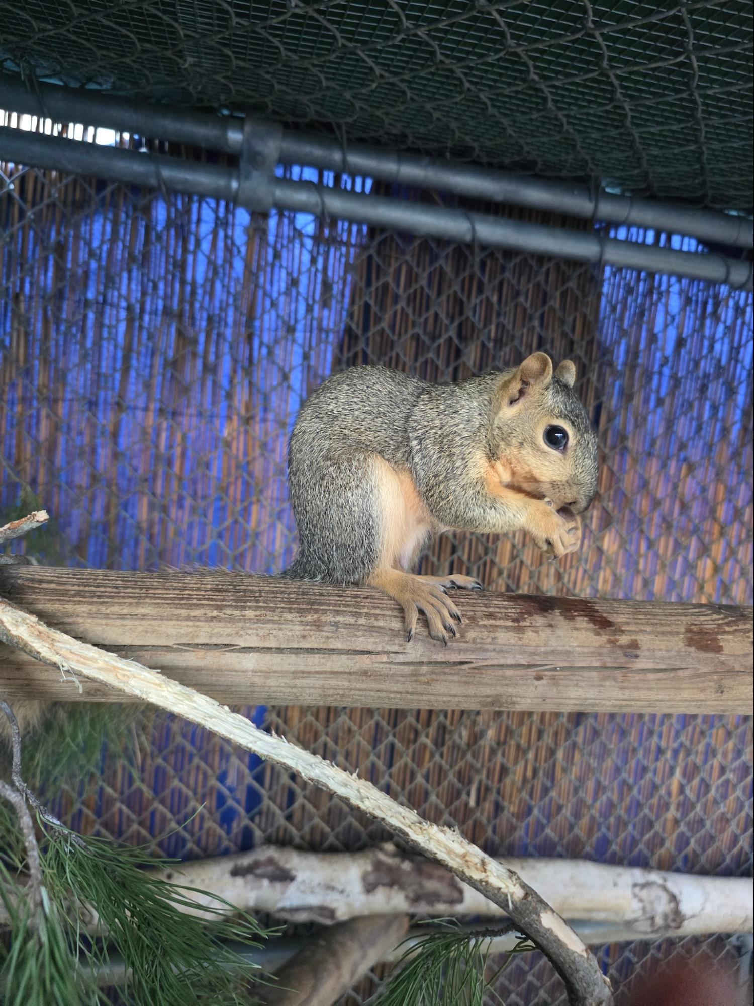 A squirrel sits on a wooden beam and nibbles on food in an enclosure